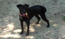Lab/terrier mix, spayed girl, 5yrs, 45 lbs, black, vaccinations up to date, microchipped, healthy, always wagging tail. She was chained and abandoned on empty lot. She is looking for her first loving home.