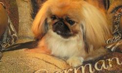 We will be glad to put you on our list if any pekingeses come available. BEAUTIFUL RED WITH BLACK MASK AND WHITE SOCKS PEKINGESE. THIS GIRL IS A CUTIE AND COMES HOUSE TRAINED. SHE IS ALMOST A YEAR BUT STILL A PUPPY AT HEART. SHE HAS A NICE CH. PEDIGREE