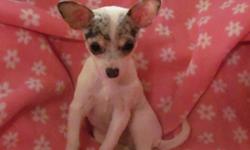 One ACA registered short haired white chuihuahua female puppy with a blue merle colored face born on 8/3/12. Will be up-to-date on vaccinations & dewormings. Also&nbsp;has been to the vet for a health exam.&nbsp;She is&nbsp;totally adorable & very sweet.