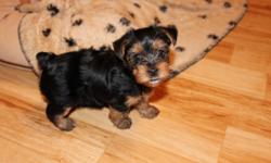 Adorable yorkie puppies for sale (2 girls and 1 boy). Love to play with toys, children and other dogs. Pee pee pad trained. Looking for a loving home. They are ACA registered with 3 generation papers. Will be available to go to a loving home on December