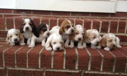 We have 7 AKC registered Basset Hound puppies for sale.&nbsp; There are 4 females and 3 males available.&nbsp; Color choices include tri-colored, mahogany and white, and lemon and white.&nbsp; They were born on November 26th and will be up-to-date on