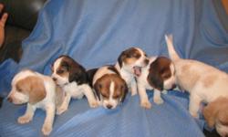 AKC beagle puppies born on April 22, 2011. Ready to go to good homes at the beginning of June! Only one male left, he is lemon colored; and five females (one is lemon colored the other four are try-colored). We are keeping up with all routine medical