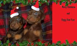 AKC Doberman puppies born Nov. 22nd I have 3 red and rust males left out of 10, going be to very big dogs. They have had their first set of shots and have been wormed.Tails cropped and dewclawed. Please call 2284934292 or email shawntelmay@yahoo.com