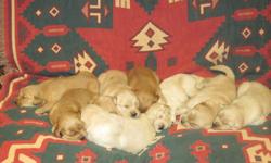 Adorable AKC registered Golden Retriever pups for sale. 3 females, 3 males still available, both classic and light golden colors available. All pups have a Veterinary health clearance, come with a 1 year health guarantee, have been dewormed, vaccinated,