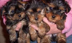9 week old Yorkshire Terrier puppies, dew claws removed and tails docked. 1st shots and wormed. Vet checked. Females-$450 Males-$325 Call 605-590-0881 or 719-641-0831 to see!