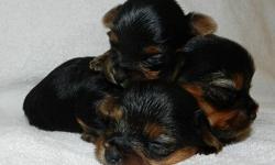 Are you looking for a Yorkie puppy with a fun loving personality, that will be a joy to live with, and looks that can (and will!!!) stop traffic? Are you looking to purchase your puppy from a knowledgable breeder who will treat you with respect and answer