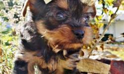 Adorable and well trained male and female yorkie puppies for a good home,they are vet check,registered/registerable, Current vaccinations,
Veterinarian examination, Health certificate, Health guarantee they are very
social with every one and love to play