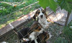 adorable beagle puppies tri-colored both&nbsp;male an female available at this time great with children an adults alike 1st shots an worming completed these will be13in as adults they were born on july4th a real celebration please call -