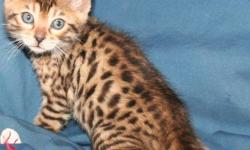 Adorable brown male Bengal ready for new loving home! He is very active & has a great personality. Raised around children & other pets! TICA, health guarantee, shots up to date, litter trained & well socialized. For more information, please visit our