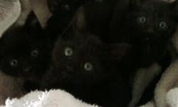 ADORABLE BLACK MALE KITTENS, ALMOST 10 WEEKS. 2 MALES. ONE MEDIUM HAIRED AND ONE SHORT HAIRED. BOX TRAINED. FAT, CUTE. TO LOVING HOMES. 1ST SHOTS/WORMED. 719-597-6402.