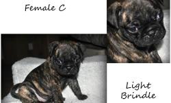 Ready NOW with first shots! Great breed!
2 females and 1 male, born on September 9th
Puppies are fully weaned and eating puppy chow.
Both parents are full brindle Bugg breed and on site!
&nbsp;
Pictures speak for themselves! :)
&nbsp;