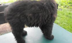 Adorable Bouvier Des Flanders Puppies, one brindle male, one black male, two black females, all have long hair and shiny coats. They are alert, full of energy and smart. Championship bloodline, bred for agility and temperment. For more information please