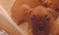 Absolutely adorable Boxer puppies born 9/10 and need forever homes!
Fawn with black masks, classic markings, some redder fawn and others blonder fawn. Parents purebred, mother registered (mama blond fawn and daddy mahogany red fawn).
All puppies have