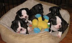3/4 Boston Terrier, 1/4 Pug, wonderful temperament, vet checked, first round shots, and dewormed. 2 girls (blk/wht) and 1 boy (brindle) available, born on Memorial Day, 5/30/11. Ready for new homes on July 30th. I am taking deposits to hold. For more info