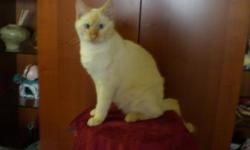 I found a cat. He is awesome!
unfortunatly, I can not keep him because I am alergic to cats.&nbsp;
It is boy, approximately 7-9 months, flame-point Siamese.
He is very lovely, loyal, companionable and affectionate. He is extremely intelligent, very