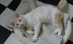 Opie is a very friendly and social cat that is looking for a loving home. He is approximately 3 years old, neutered, and up to date on all vaccines. His past has been a little harried. Opie came to Quioccasin Veterinary Hospital as a sweet stray. He