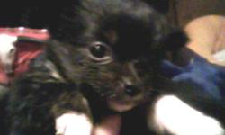 Adorable chi-pom puppies! Mama is long-haired chihuahua. Dad is champion pomeranian. One female, one male. Male is black with tiny bits of white on paws and chin. Female is black with white feet and white on chest. Family-raised, very sociable and