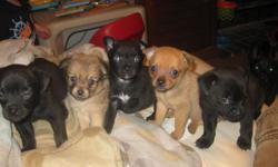 1 female and 4 male puppies. The female is tan with a little black. One of the males is copper. The other 3 males are black with a tiny bit of white. They are ready to join your family right away! They are super cute and they wont last long!