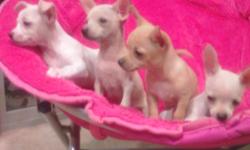 Adorable precious loveable chihuahua puppies. 2 males 2 females colors range from light blonde to light tan. 8 weeks old