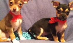 Litter registered with CKC - DOB-9-30-12. Prices Reduced!! Beautiful Purebred Chihuahuas!!! Pups are ready for their forever homes UTD on shots/worm ..checked by Vet. Pups very healthy, spunky, sweet and socializing well. Paper trained. Puppy packs
