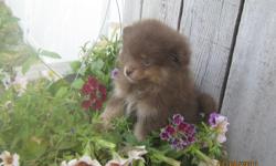 Adorable Chocolate Pomeranian Puppy. Very very friendly little guy, nice attitude. great with children, and raised with felines. very easy to get along with, just a nice puppy that will make a great family pet. current vaccinations, health guaranteed, and