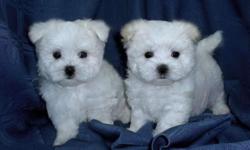 adorable christmas maltese puppies for new homes.
they are home raised and well tamed.
they love to play with kids and other animals.
they come with an amazing health guarantee.
if interested in these puppies contact
for more details and photos.
you can