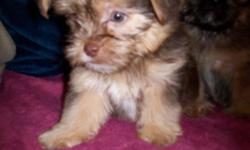 I have CKC registered designer Shorkie Puppies for sale that will be ready for their new homes in September. If you are looking for the perfect puppy that will bring nothing but joy to your family....look no further. I am a breeder with years of