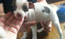 This little boy loves to play and really loves to be held and petted. He is white with a couple brown spots. Beautiful apple head. He has one blue eye and one dark green eye. He was born on 11/10 he weighs 3 pounds. Has papers to be registered CKC. If you