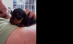 Family raised, indoors, with children and other pets! These CKC registered Doxies are social and sweet. Fed Iams puppy and given vitemans daily. We have black/tan and chocolate/tan available.&nbsp; Your puppy will come with a small bag of Iams puppy food,