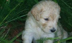 F1 Golden Doodles, light to medium apricot. 3 males left, ready to go on June 17th.
Call Vicky @ (336)853-5090