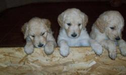 Meet Yankee, Silas & Tucker!!! They are the last (3) F1 Golden Doodle puppies from a litter of 8 still available. They are light to medium apricot and will be ready to go to their new homes on June 17th. Call Vicky to reserve or set up a visit.
