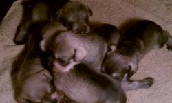 We have Schnauzer pups
We have 4 males, and 1 females,
I am asking $400 for them. They all seem to be salt & pepper 2 of them are a light brown right now in color. They will be CKC registered. Their tails have been docked and dewclaws have been removed.