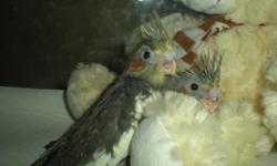 Adorable young cockatiels for sale, six weeks and up, males and females. One breeding pair for sale also.
Only $50 each.