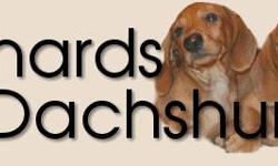 Richards Dachshunds. Adorable home raised Dachshund puppies. Exceptional quality available to good loving homes. We specialize in the Miniature Smooth ...They are&nbsp; exceptional.
&nbsp; Contact us at: (313)&nbsp; 937-9593 -or- (313)&nbsp;