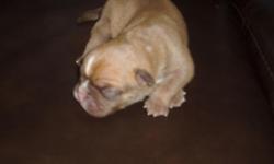 Our female bulldog had 7 adorable english bulldog puppies on March 17, 2011. 2 Girls(only 1 available) 5 Boys. Mom is CKC Registered. Dad is AKC Registered. Puppies have their tails docked and dew claws already removed. Puppies will come with CKC Papers,