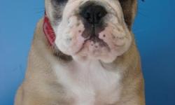 English Bulldog Puppies available M/F Shots Health Guarantee Some are micro chipped. Available now COME SEE THEM! Don't fall for scams online!
Pups & Pets
50 town Center Pkwy
Santee 92071
open every day
(619) 562-0036
pupsandpets-santee.com