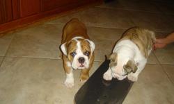 Hello, If you are searching for the perfect companion to add to your family, I have the best English/British bulldog puppies that you will ever find around nowadays at a very cheap and affordable price, they will melt your heart and they will bring much