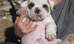 Male English Bulldog puppy, born Jan 22. Sweet, smart, great family pet and campanion.
Call 620-2868 or 369-8110. $1,000