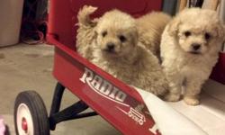 I have 3 adorable apricot toy poodle's. They are not shy and love exploring there surroundings. They have a great personality and are very playful. Call or txt 626-344-9330