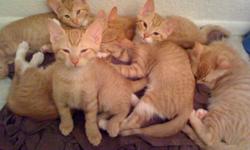Our orange tabby cats Ginger and Zeus recently had their first litter of kittens. They are both indoor cats, healthy and very loved. We are looking for good homes for their kittens (12 weeks old). They are all litter trained with silica gel litter ( SO