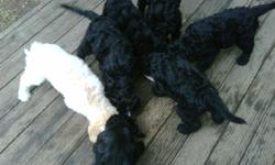 Adorable Goldendoodles Puppies - Five black, one golden - F2 Goldendoodles, 9 weeks old, ready to go to their new homes. Mom is a black Goldendoodle, as is Dad. The puppies are smart, hypoallergenic, amazing, playful, socialized and healthy. They have had