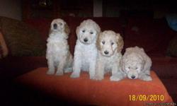 Goldendoodles, 6 weeks old, allergy free, non-shedding, 2 males, 2 females, vet checked, first shots, wormed, declaws removed, ready October lst. Very smart dogs!