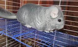 Adorable 2 year old Grey Chinchilla to a good home. "Kobe" is very sweet. My son's busy schedule is preventing him from giving Kobe the attention that he deserves.