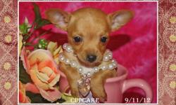 Our Puppies are stunning! Great conformation, healthy,socialized and with a 1 year health guarantee. Prices range from $499 and up. Visit my website to see available puppies at www.fairytailpuppies.com. We offer exceptional toy breed puppies to loving,