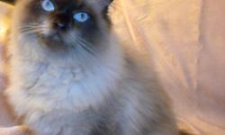 I'm selling an adorable seven month old male Himalayan kitten. He's very sweet and playful. He's is tan colored He has deep blue eyes. He is litter trained and has his shots. This kitten would make the perfect pet for all ages. I can be contacted at