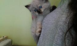 Himalayan Kittens For Sale
Westchester Puppies specializes in the sale of healthy puppies and kittens from certified breeders, with whom we have enjoyed long-standing relationships. Our puppies are home-raised and responsibly bred for temperament and good