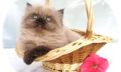 Cattery information - OLVIA is a small cattery located in beautiful East Tennessee. We are working with top CFA Grand Champions and National Winners Blood lines included LAKE HYCO, Point a View, KARABEL, and others. Our kittens have outstanding pedigrees