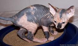 I am offering a adorable female Sphynx kitten to any pets loving family. She is 10 weeks old and is current on her shots. She is available for $500 as a pet. She was raise in my home with kids and other home pets. Please contact me for more information