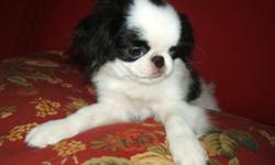 Sweet and adorable male Japanese Chin puppies available! 4 months old. Housebroken, microchipped, dewormed and all shots. Ready to be loved by your family. Japanese Chin are perfect for small homes, apartments and condos. They are quiet and don't bark.