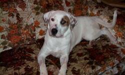 8 month old female lab mix. White with a few brown spots one covering her eye. Real cute real friendly. Good with kids.I have pics.Needs good home.